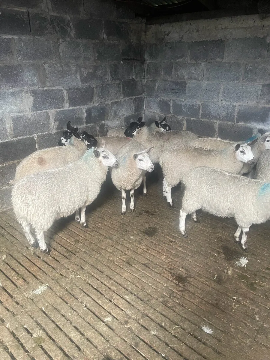 Milford Cross Ewe Lambs for Sale - Image 3