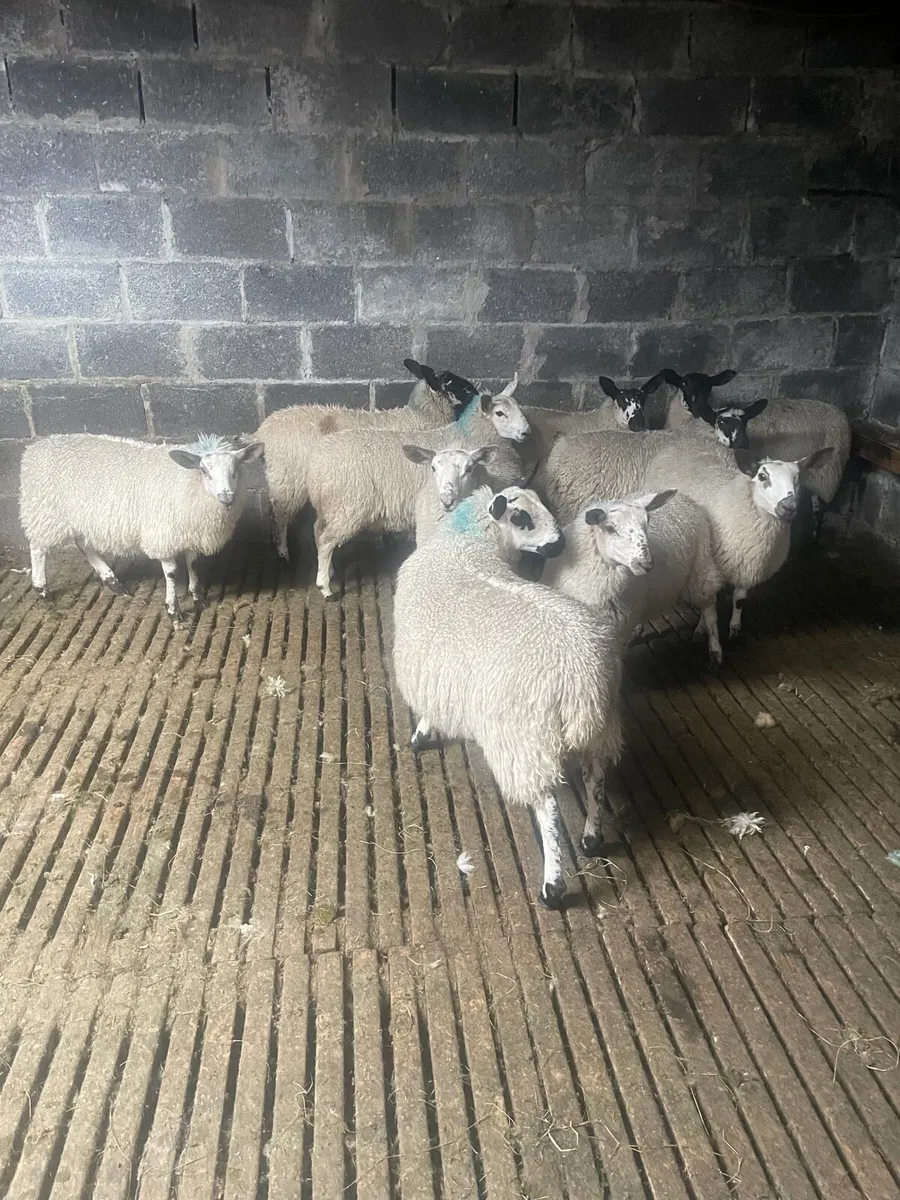 Milford Cross Ewe Lambs for Sale - Image 4