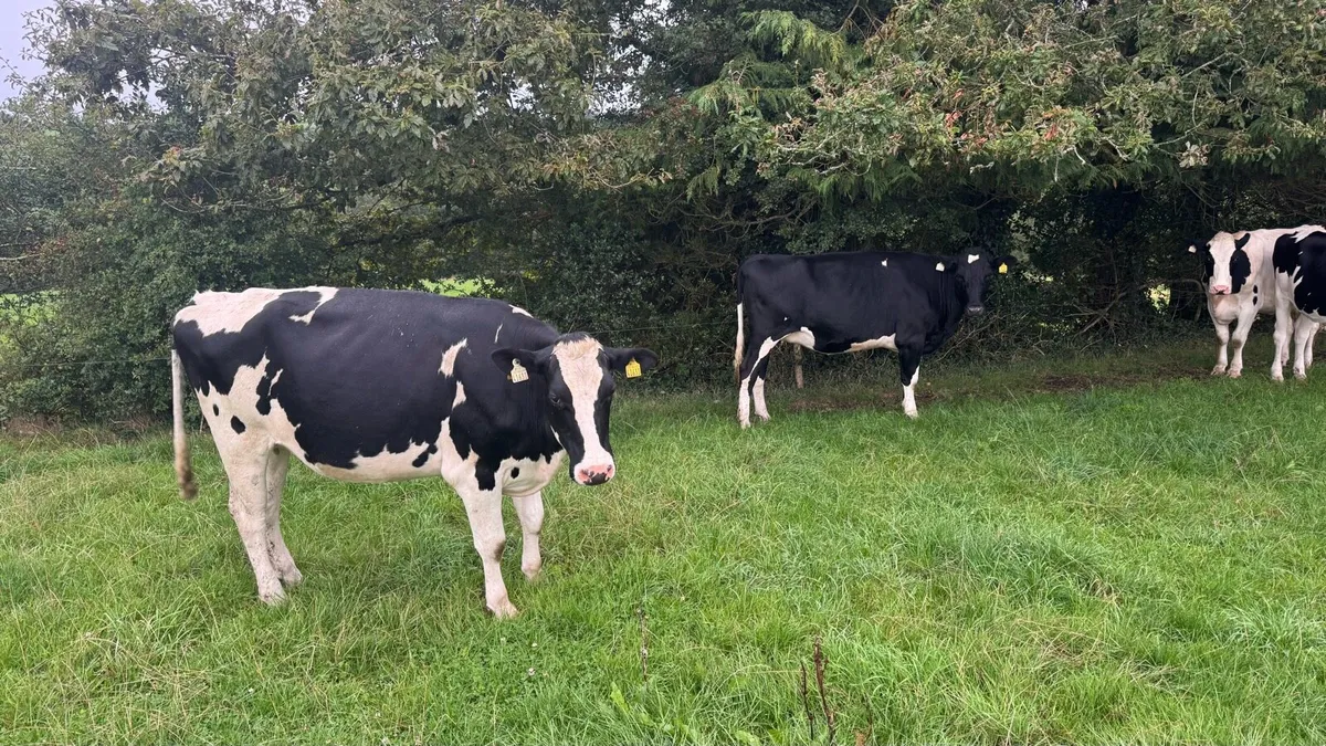 Autumn calving heifers - Image 2