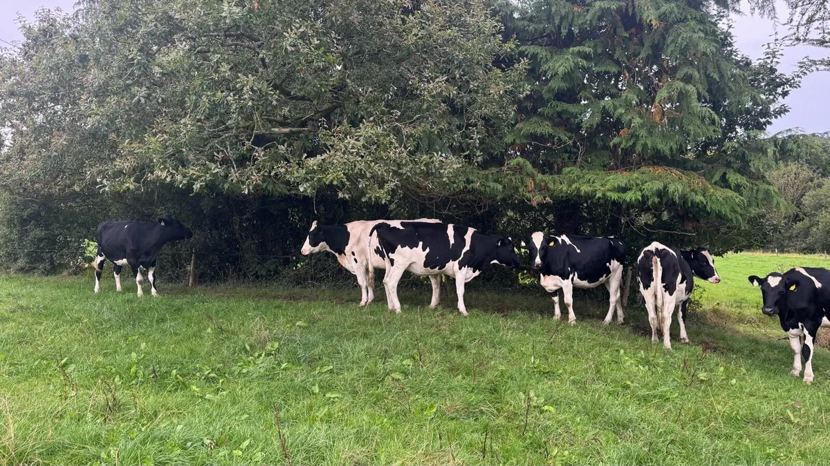 Autumn calving heifers - Image 3