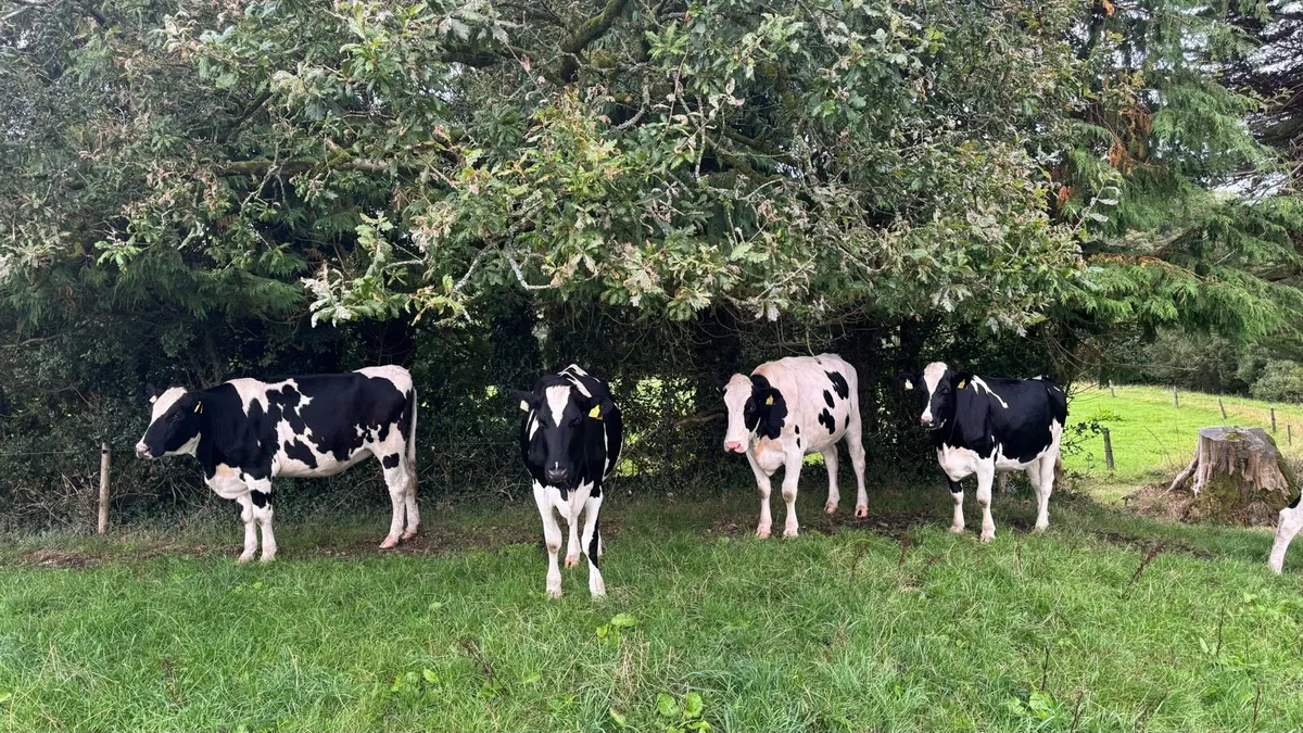 Autumn calving heifers - Image 1