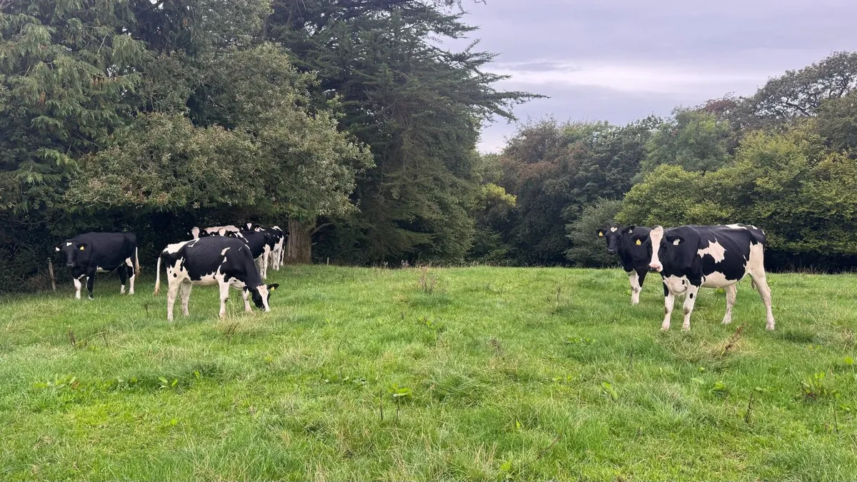 Autumn calving heifers - Image 4