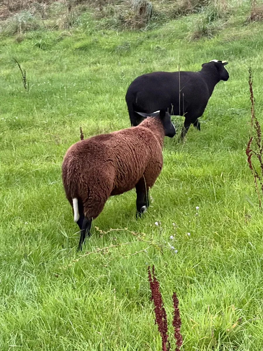 Purebred Zwartbles Ram Lamb - Image 2