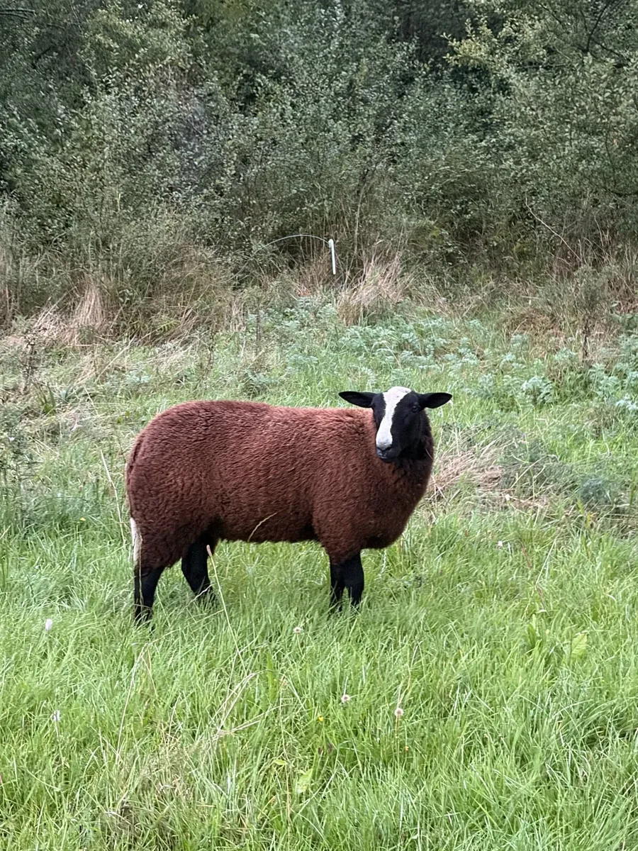 Purebred Zwartbles Ram Lamb - Image 1
