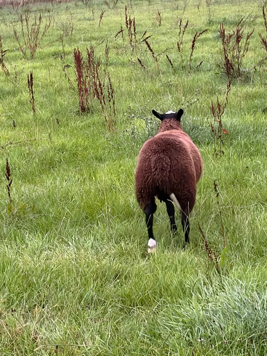 Purebred Zwartbles Ram Lamb - Image 3