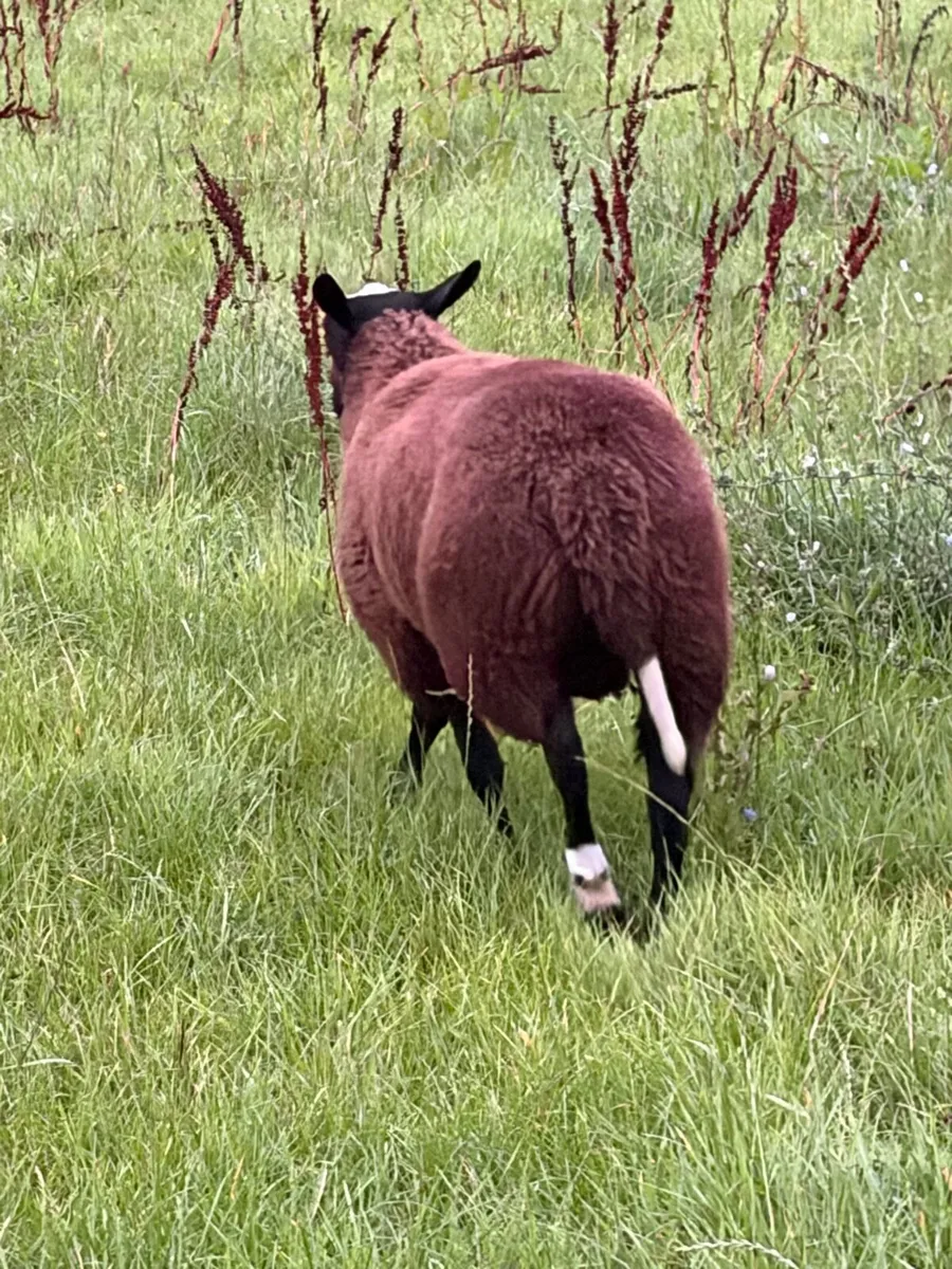 Purebred Zwartbles Ram Lamb - Image 4
