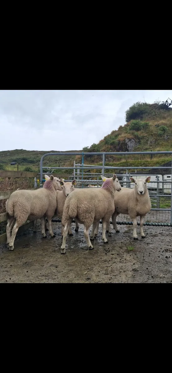 Organic Cheviot Hoggets - Image 1