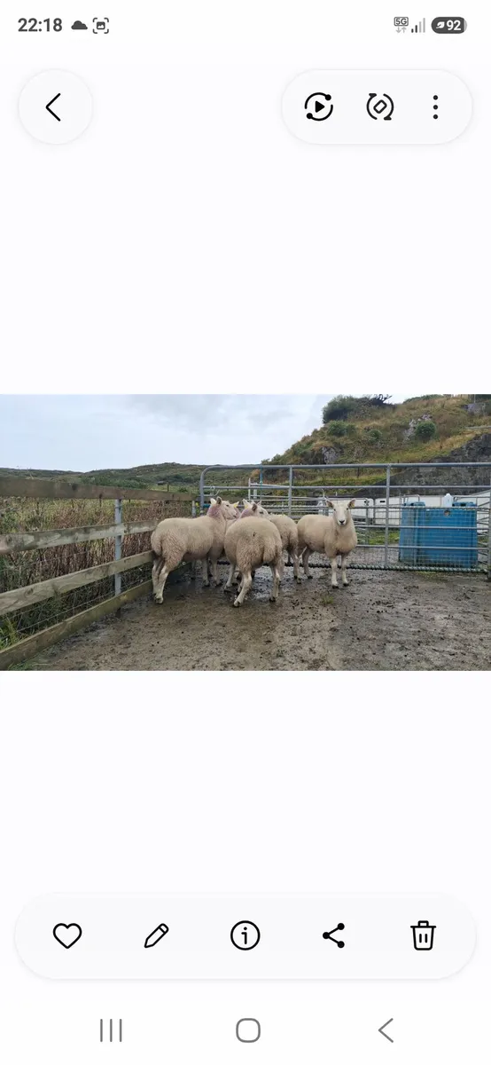 Organic Cheviot Hoggets - Image 2