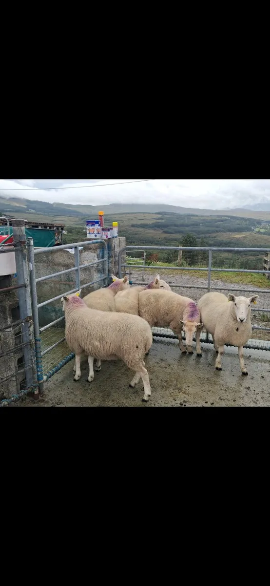 Organic Cheviot Hoggets - Image 3