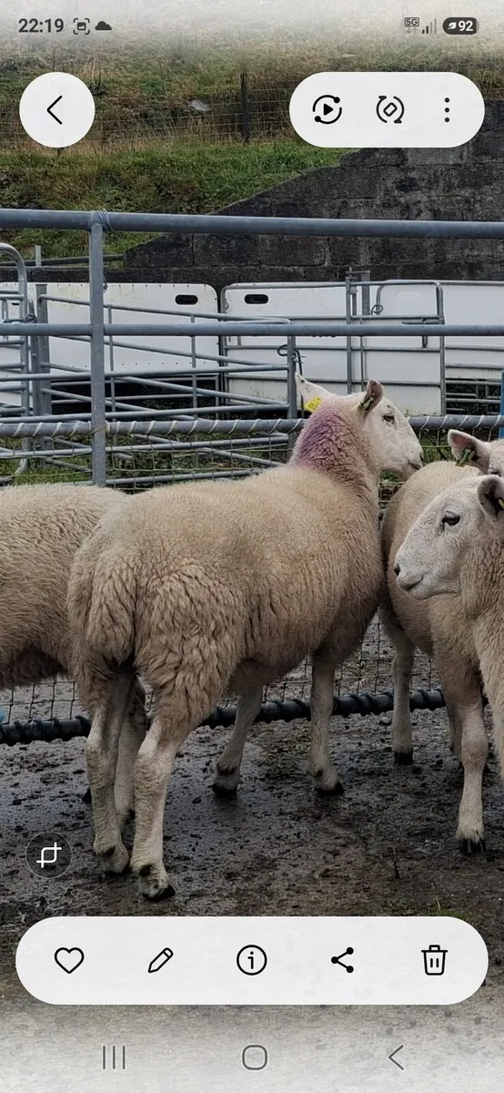 Organic Cheviot Hoggets - Image 4