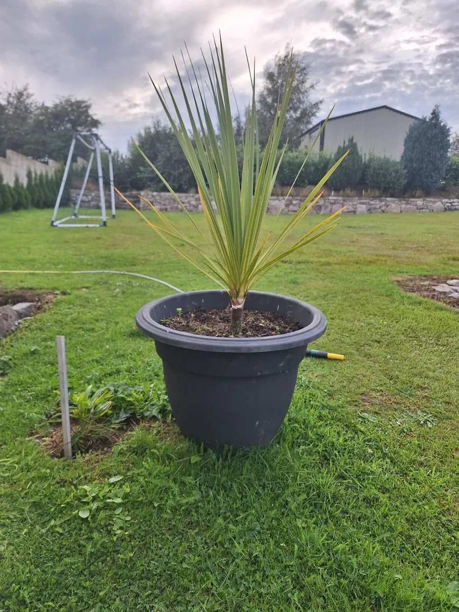 Cordyline Australis palm tree - Image 2