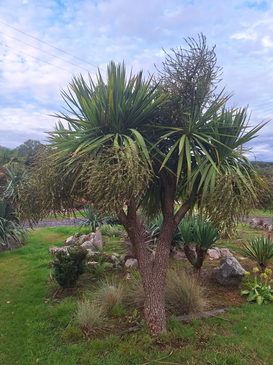 Cordyline Australis palm tree - Image 3