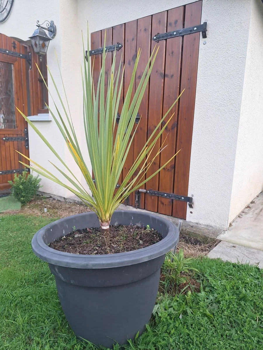 Cordyline Australis palm tree - Image 1