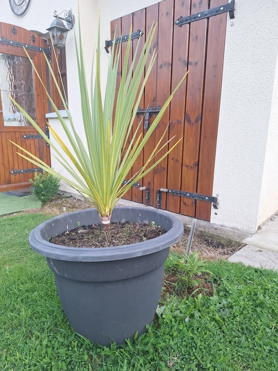 Cordyline Australis palm tree - Image 4