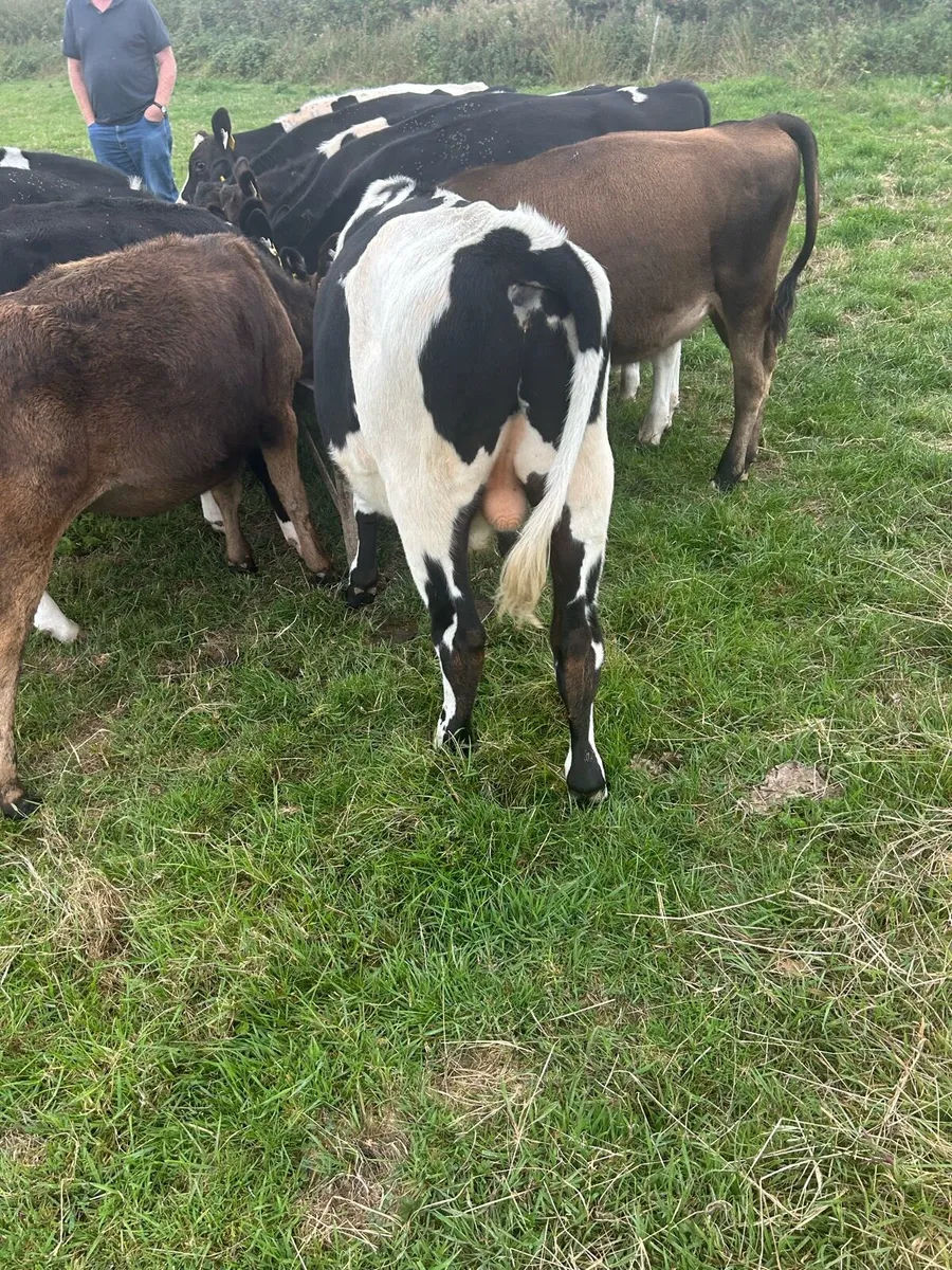 Reared freisan bulls - Image 4