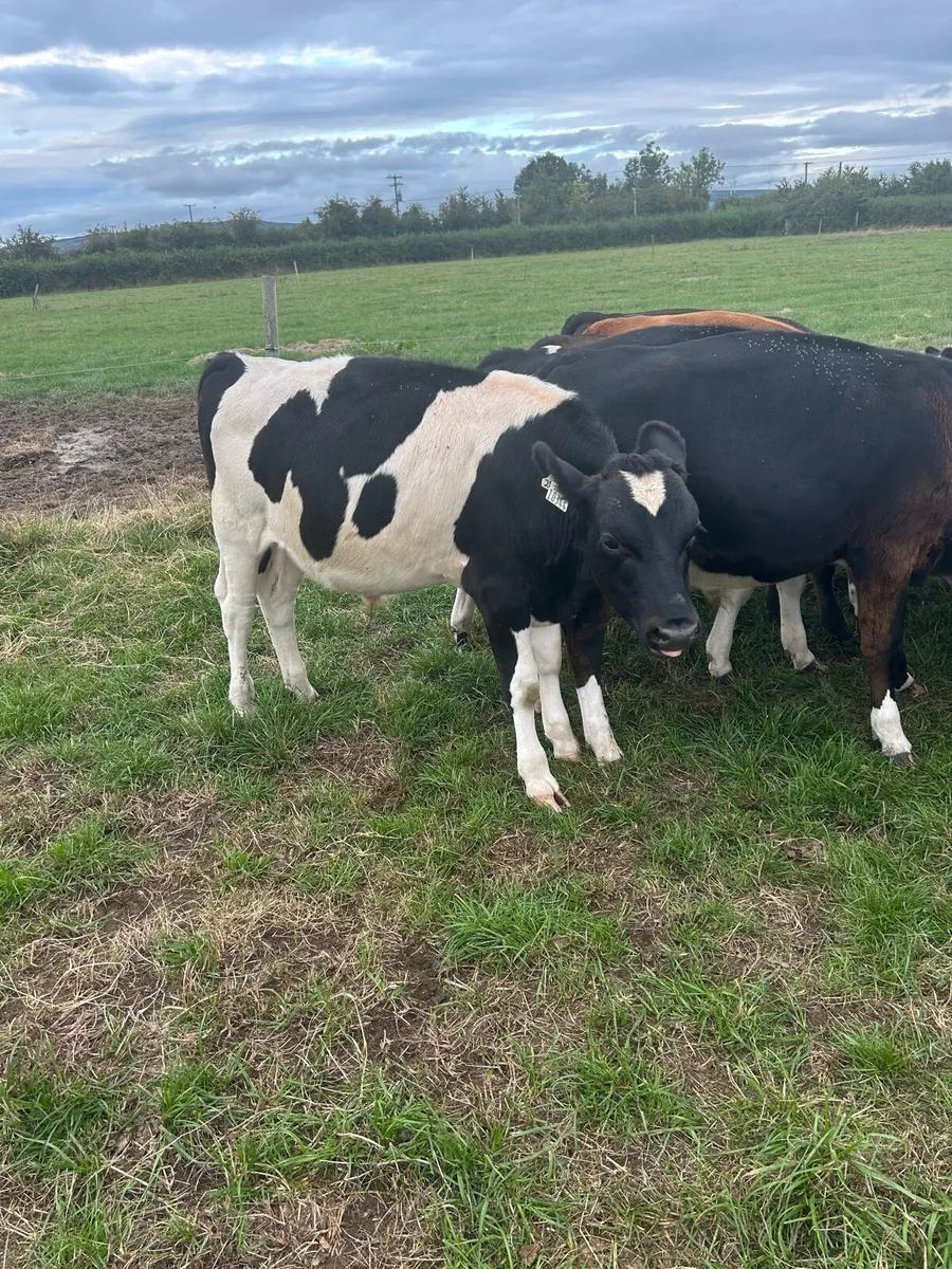 Reared freisan bulls - Image 1