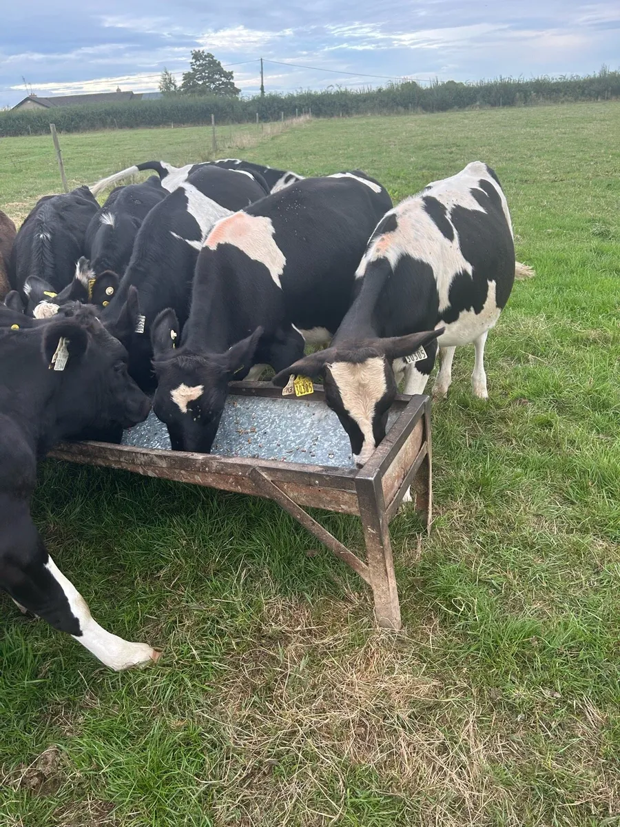 Reared freisan bulls - Image 2