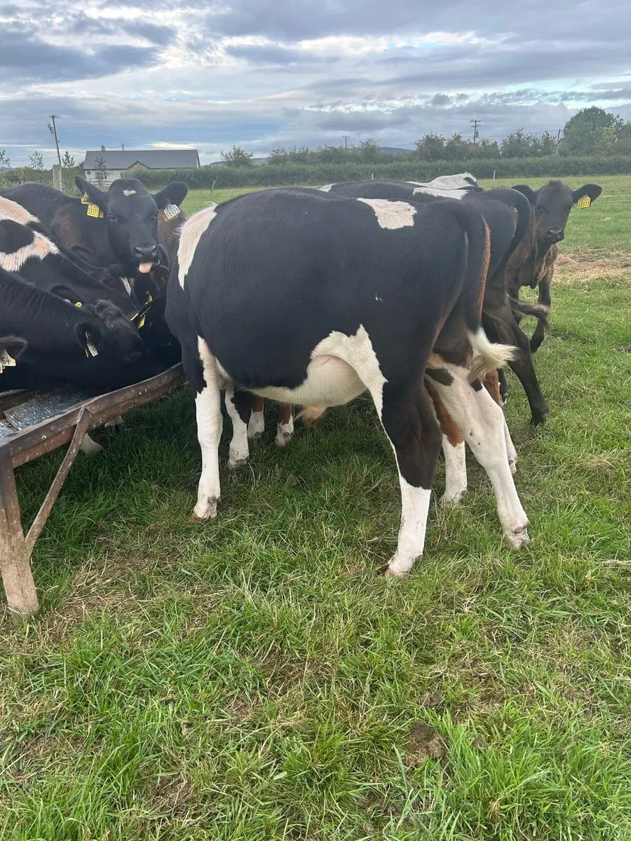 Reared freisan bulls - Image 3