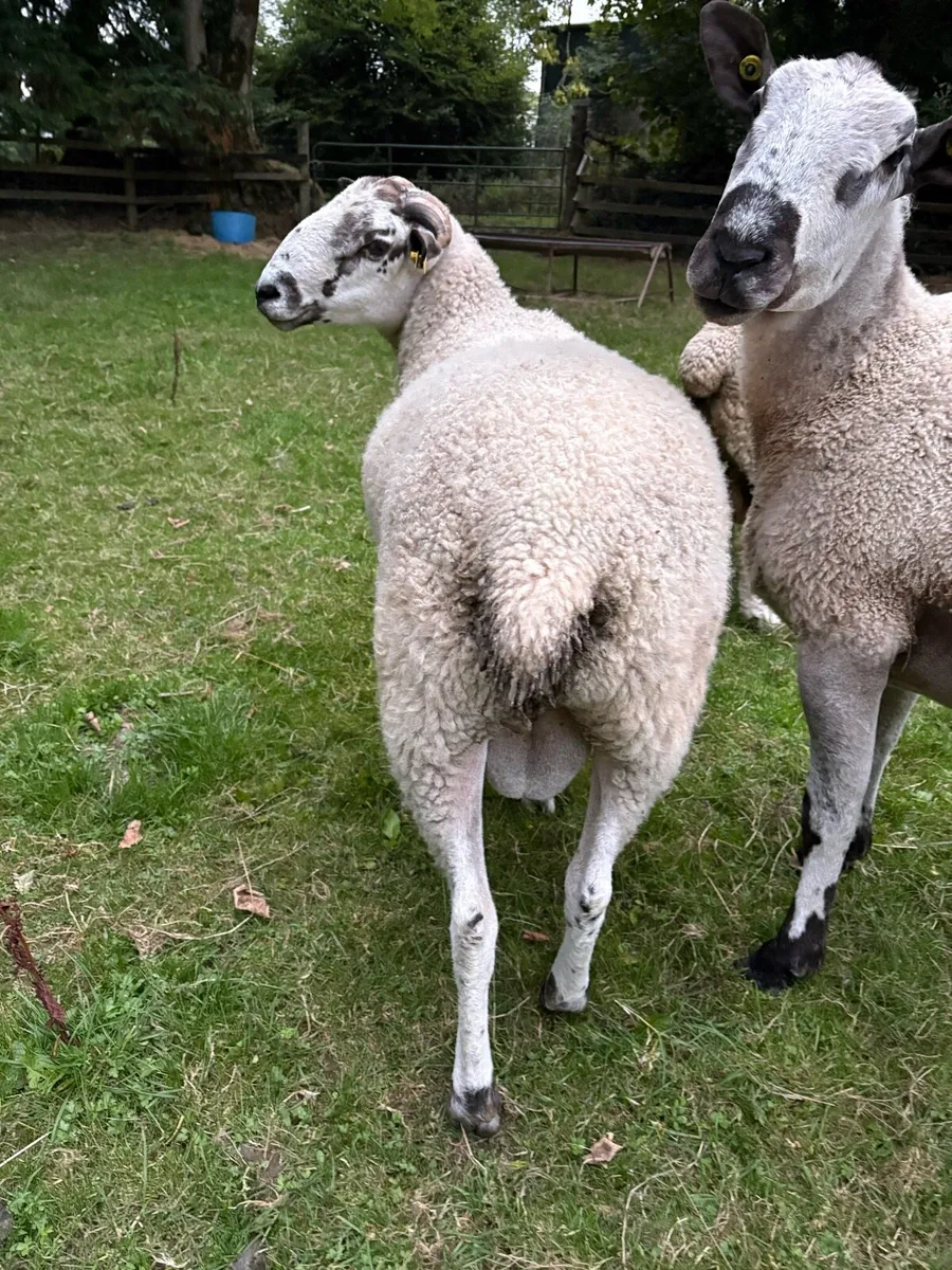 Teaser Ram - Image 2