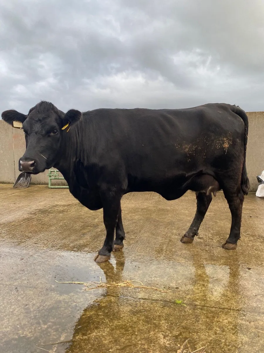 Foster Cow - Image 1