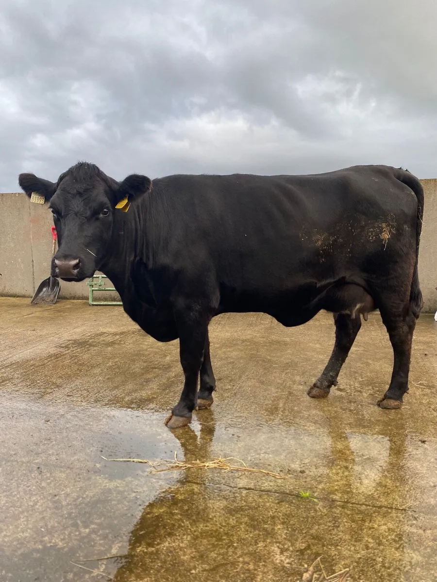 Foster Cow - Image 2