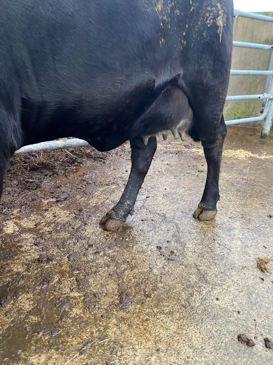 Foster Cow - Image 3