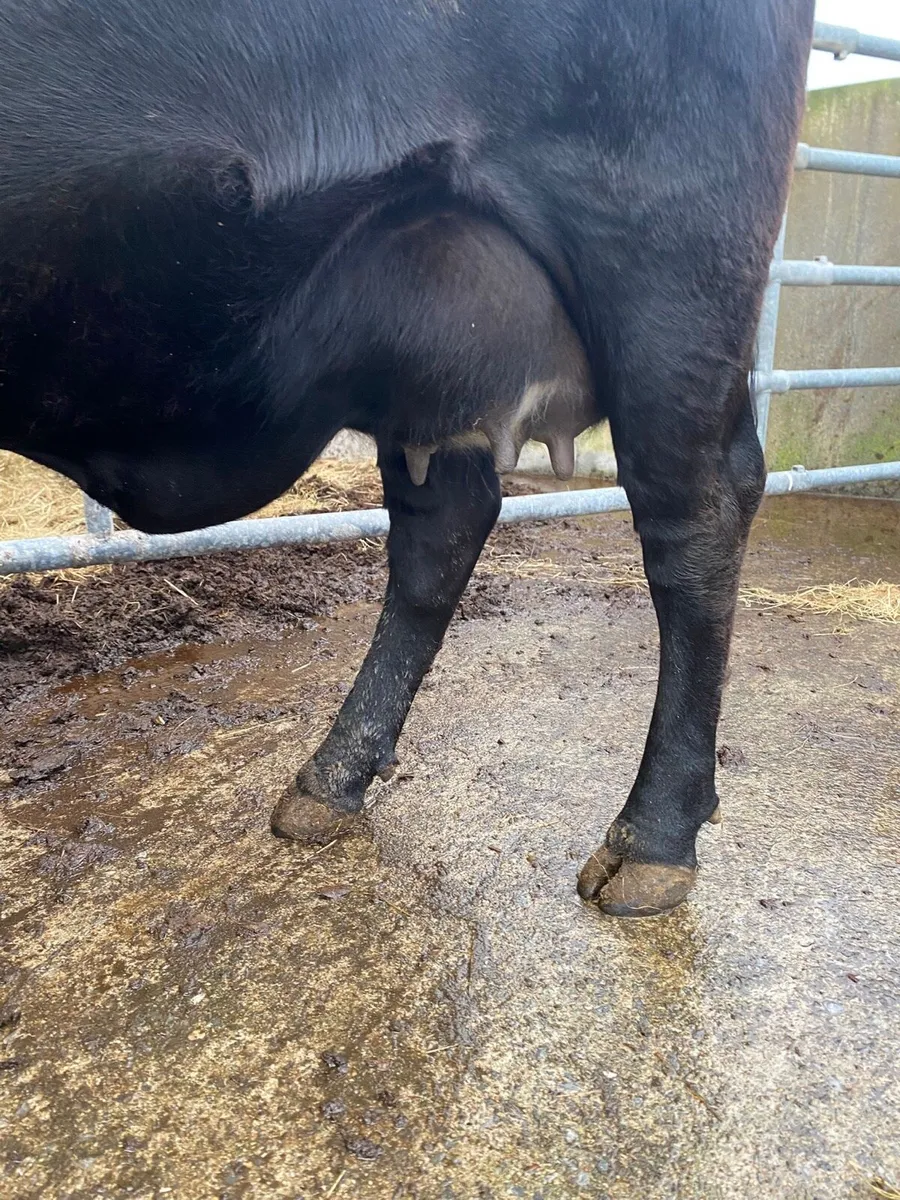Foster Cow - Image 4