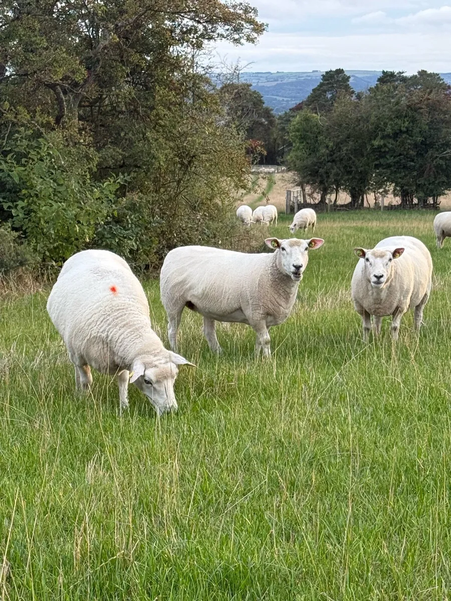 Galway ewes & hoggets - Image 1