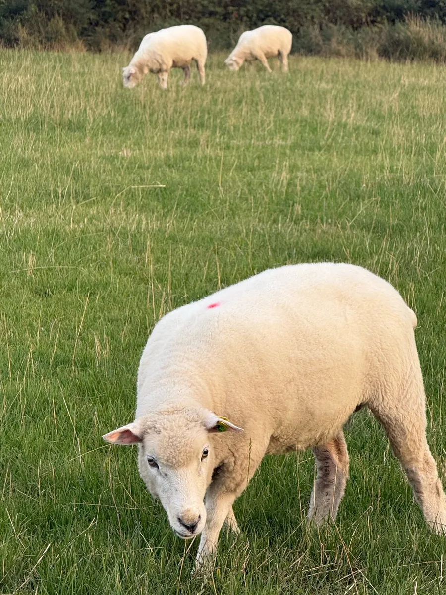 Galway ewes & hoggets - Image 2
