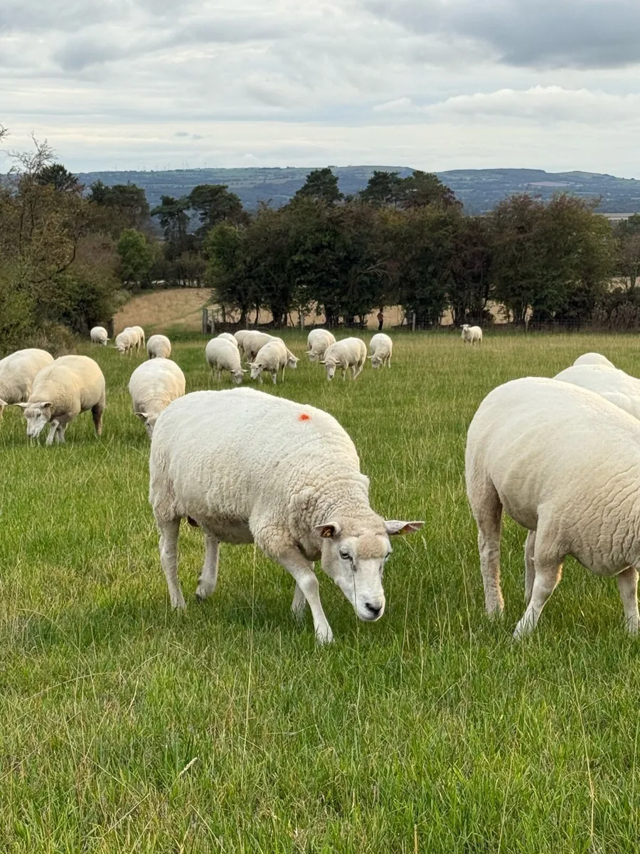 Galway ewes & hoggets - Image 3