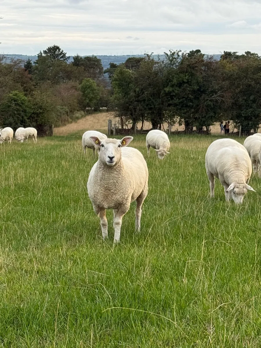Galway ewes & hoggets - Image 4