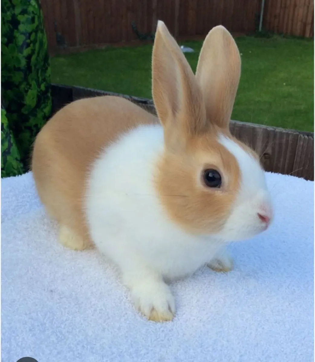 Rabbit - Image 1