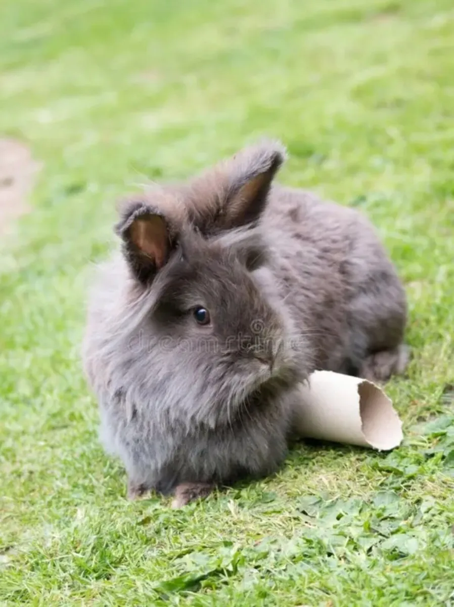 Rabbit - Image 2