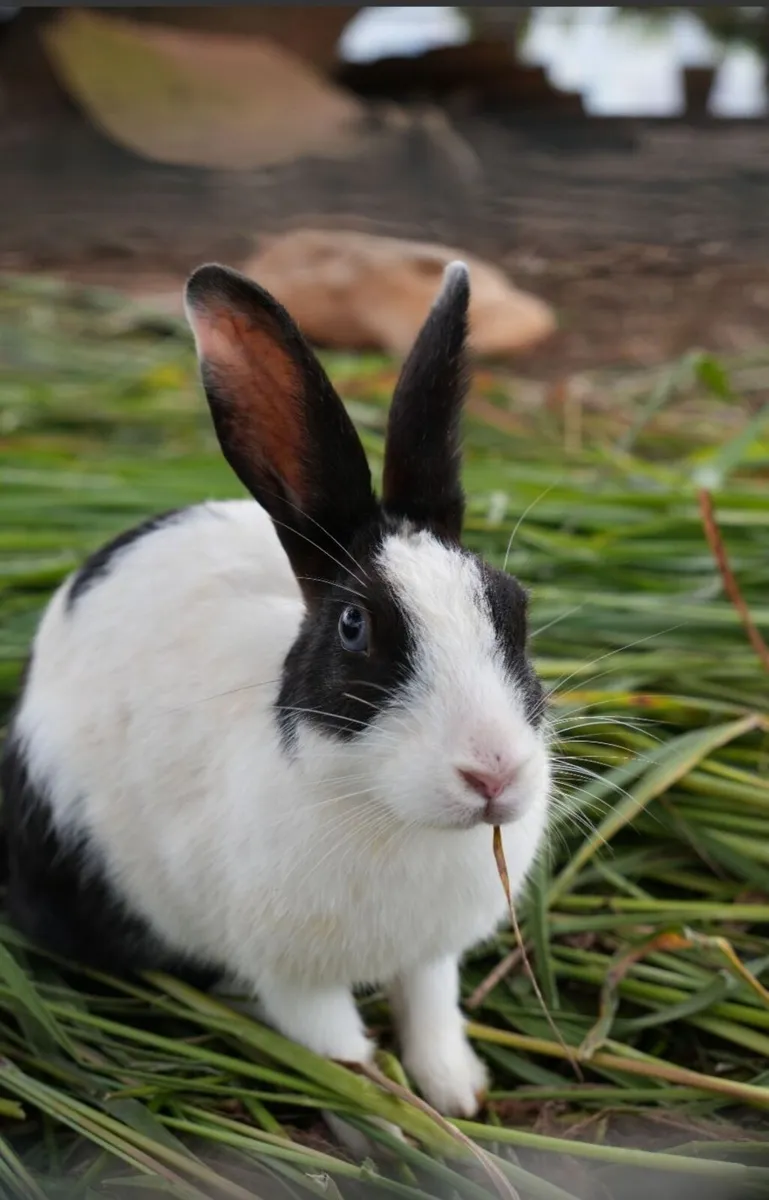 Rabbit - Image 3