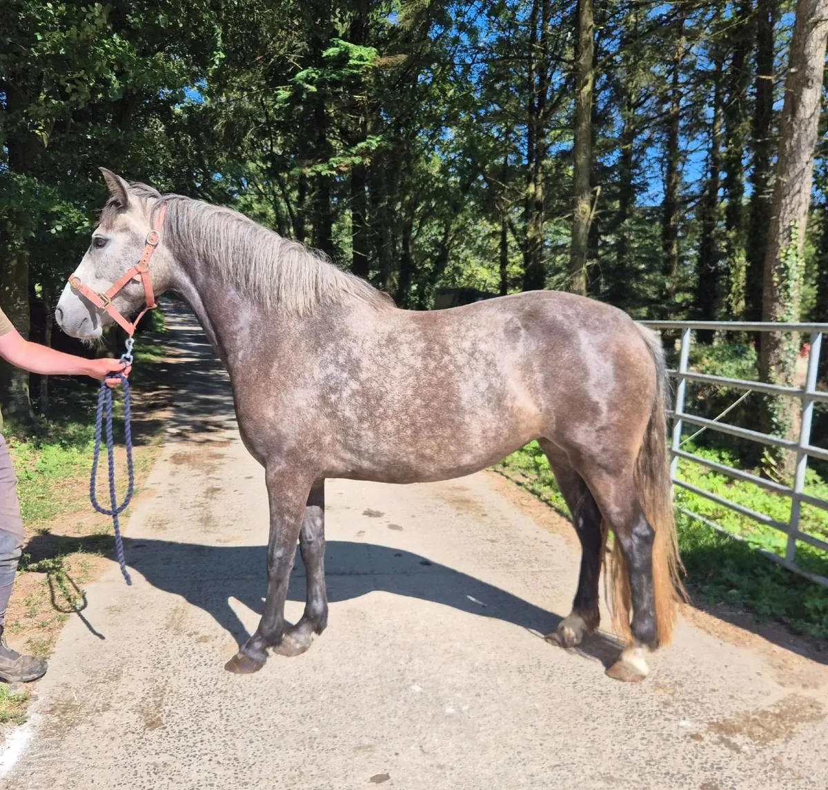 Genuine Connemara Pony - Image 2
