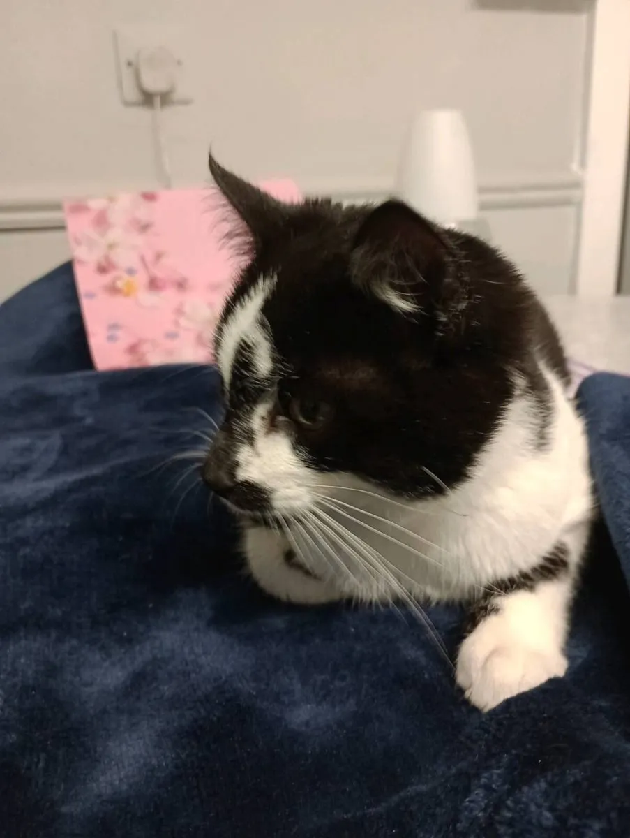 Kitten