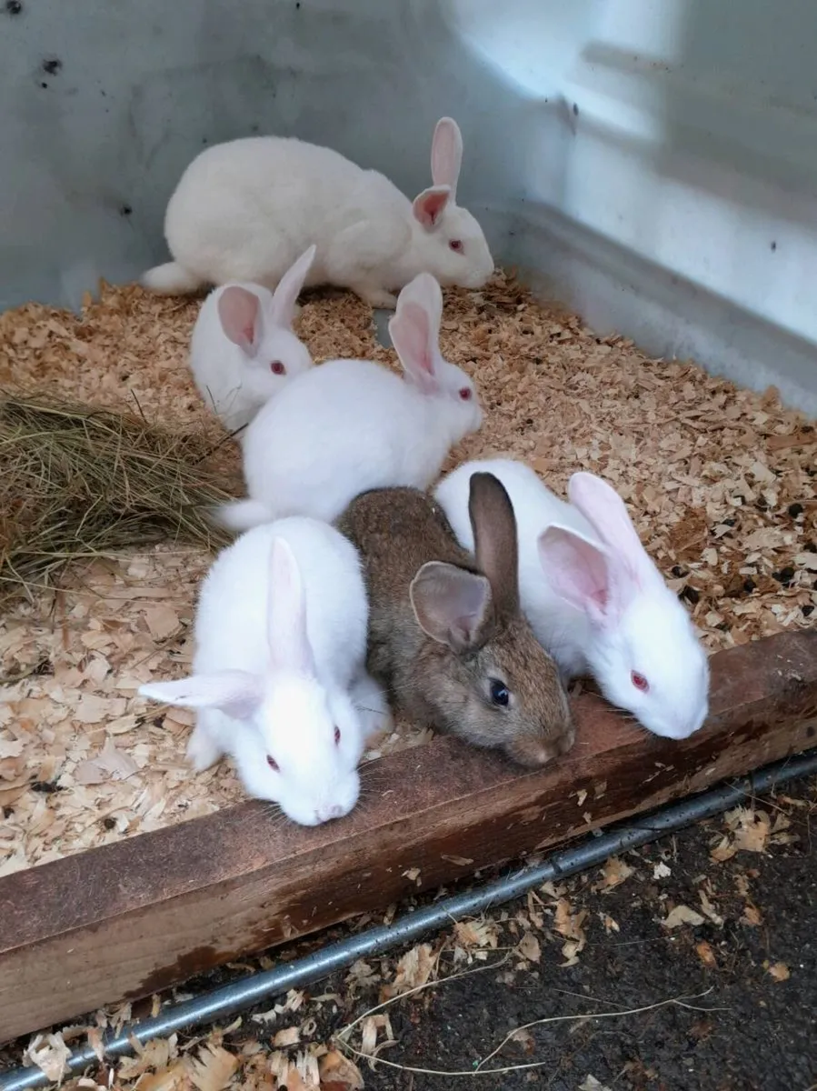 Rabbit kits - Image 1