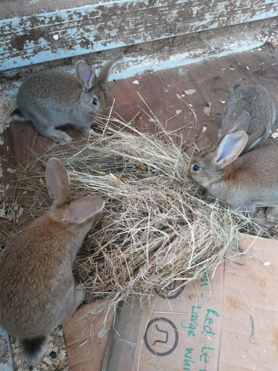 Rabbit kits - Image 2