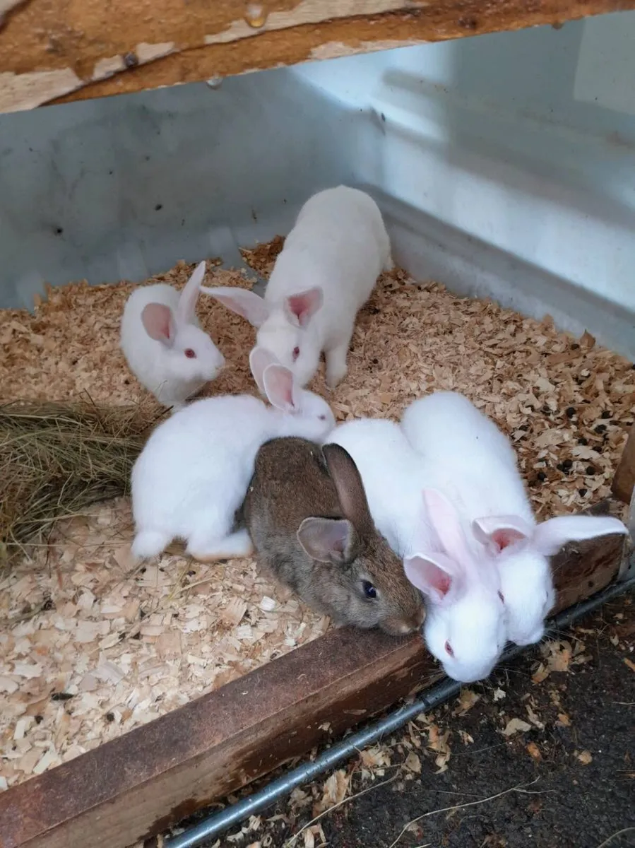 Rabbit kits - Image 3