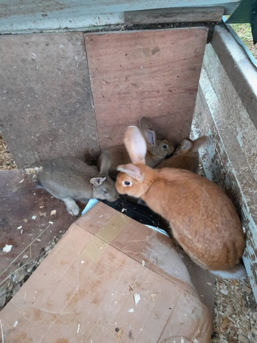 Rabbit kits - Image 4