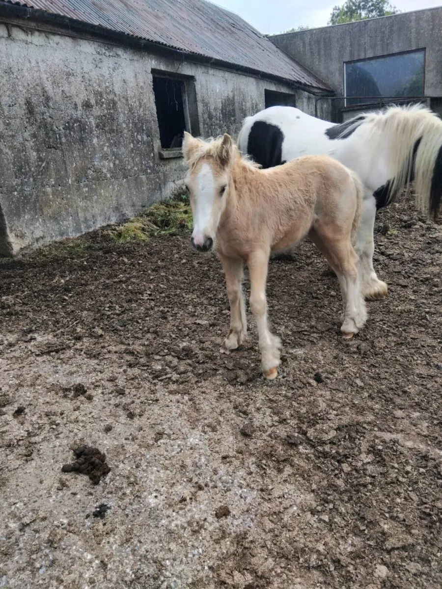 Mare & foal - Image 1