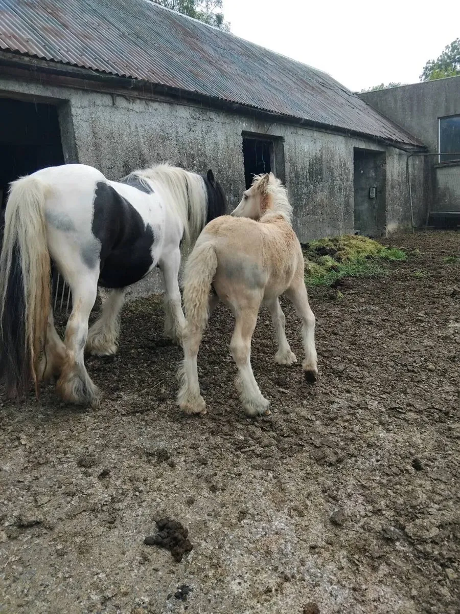 Mare & foal - Image 2