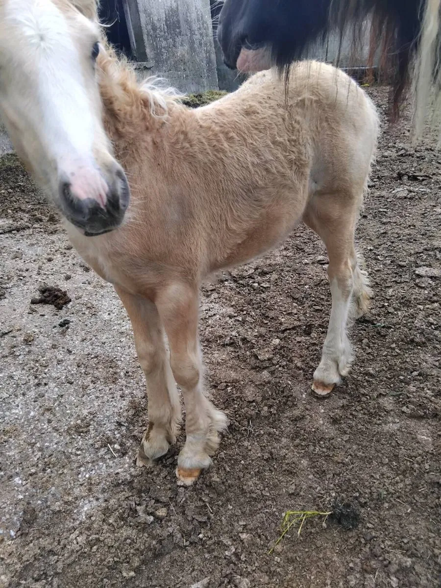 Mare & foal - Image 3
