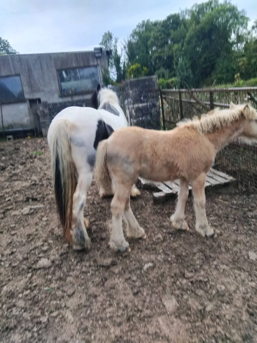 Mare & foal - Image 4