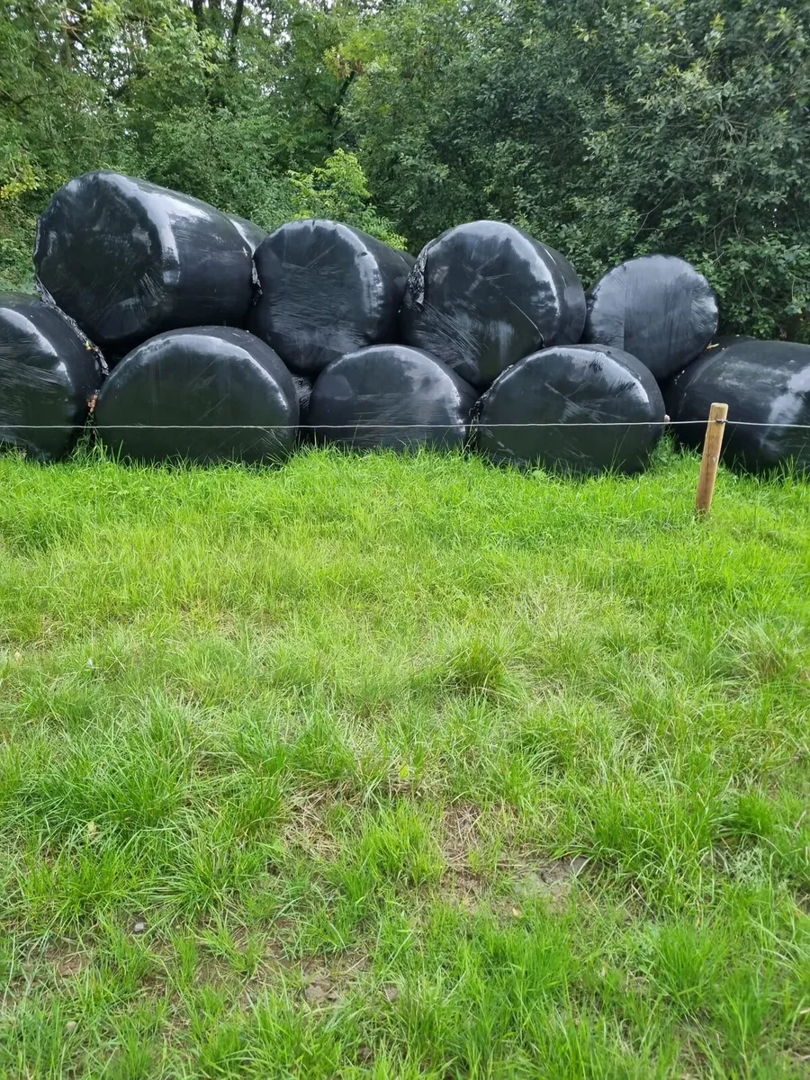 29 bales of silage