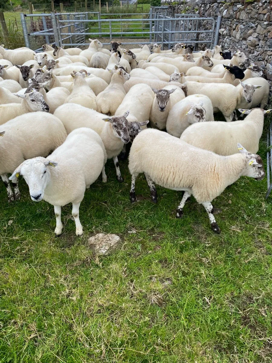 ⭐️Quality Crossbred Hoggets⭐️ - Image 3