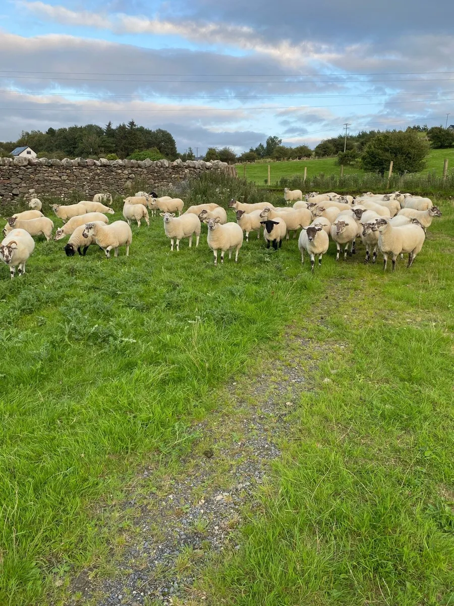 ⭐️Quality Crossbred Hoggets⭐️ - Image 1