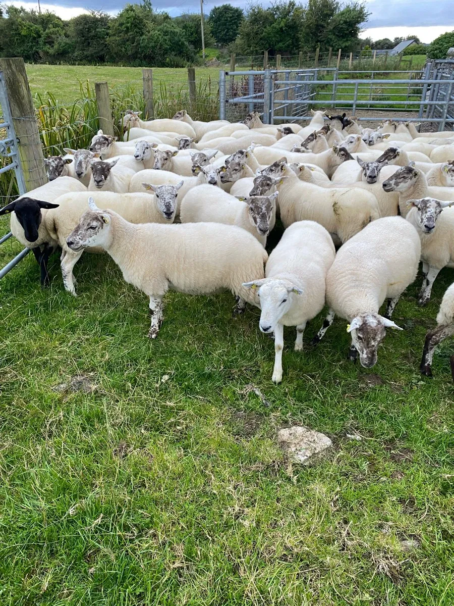 ⭐️Quality Crossbred Hoggets⭐️ - Image 4