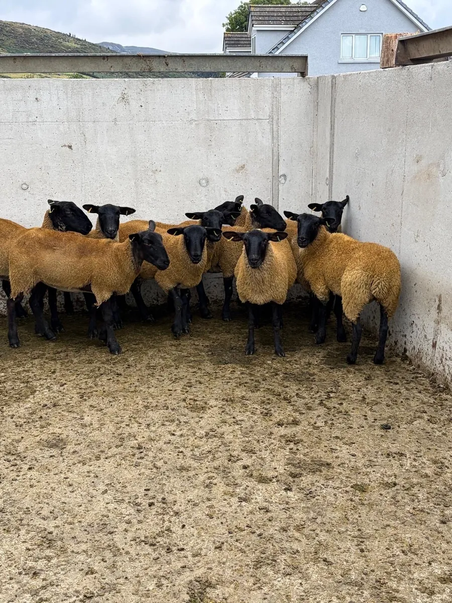 10 Suffolk Mule Hoggets