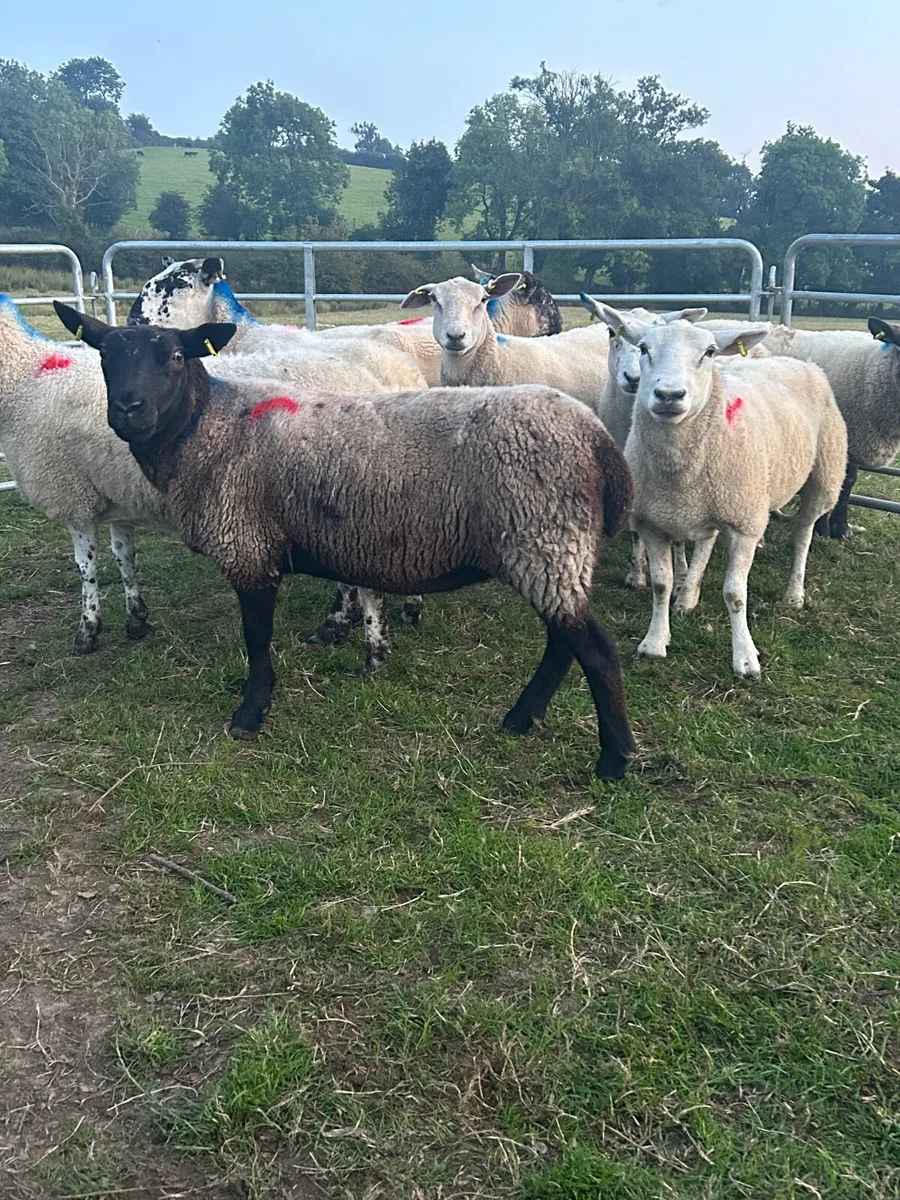 Breeding Ewes - Image 1